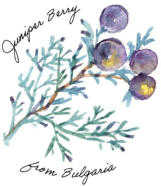 Juniper Berry